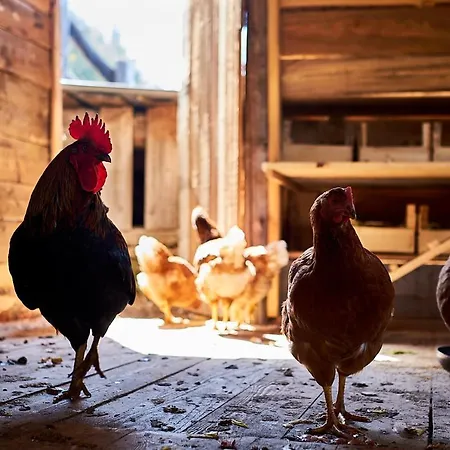 Nestalp Malga Campo Farm stay