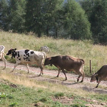 Farm stay Nestalp Malga Campo *