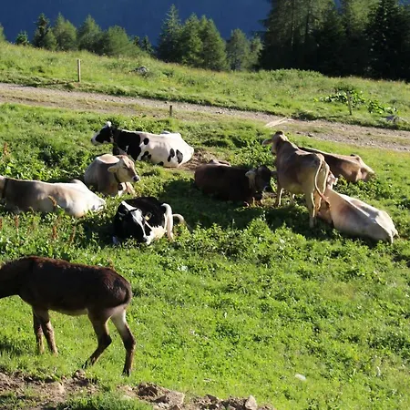 Nestalp Malga Campo Farm stay Peio
